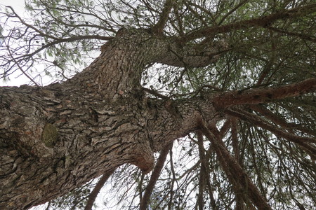  picture  Aleppoden |Pinus_halepensis