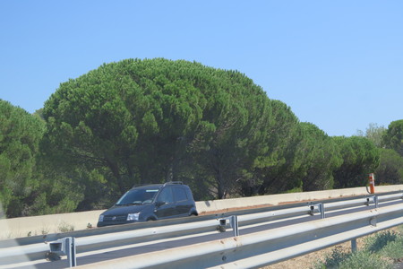  picture  Aleppoden |Pinus_halepensis