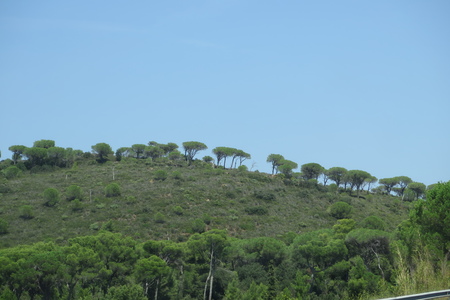  picture  Aleppoden |Pinus_halepensis