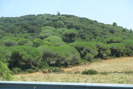  picture  Aleppoden |Pinus_halepensis