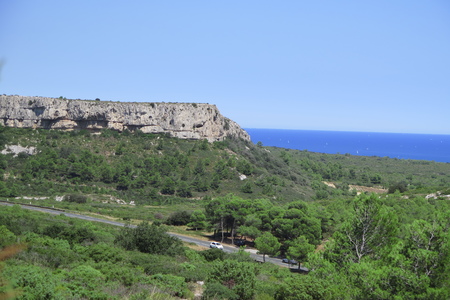  picture  Aleppoden |Pinus_halepensis