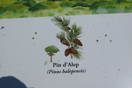  picture  Aleppoden |Pinus_halepensis