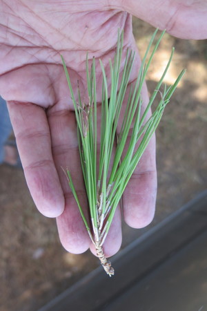  picture  Aleppoden |Pinus_halepensis