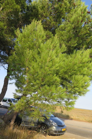  picture  Aleppoden |Pinus_halepensis