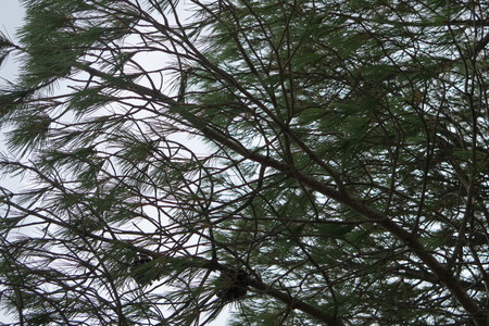  picture  Aleppoden |Pinus_halepensis