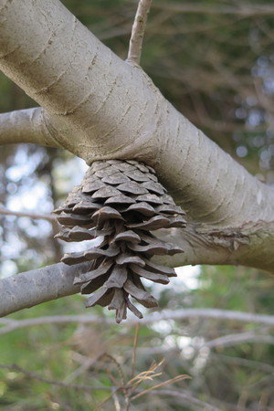  picture  Aleppoden |Pinus_halepensis