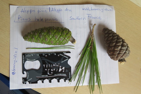  picture  Aleppoden |Pinus_halepensis