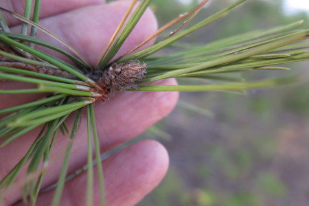 picture  Aleppoden |Pinus_halepensis