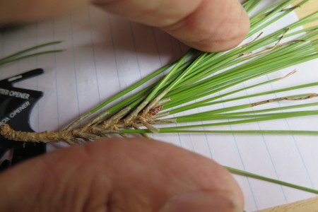  picture  Aleppoden |Pinus_halepensis