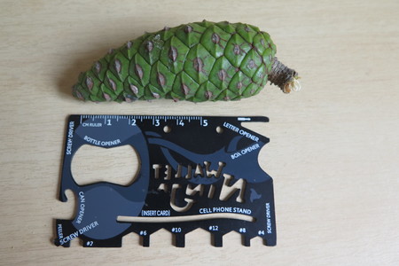  picture  Aleppoden |Pinus_halepensis