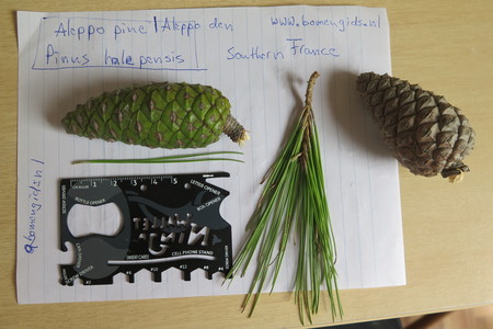  picture  Aleppoden |Pinus_halepensis