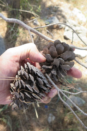  picture  Aleppoden |Pinus_halepensis