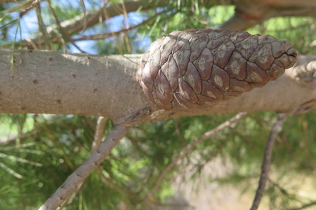  picture  Aleppoden |Pinus_halepensis