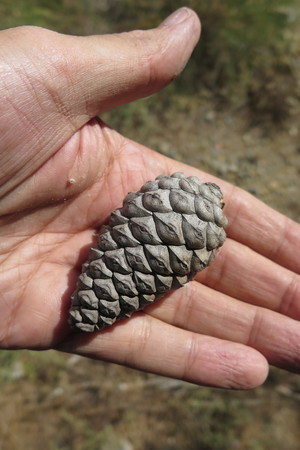  picture  Aleppoden |Pinus_halepensis