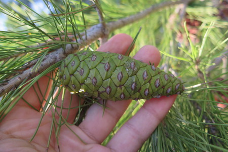  picture  Aleppoden |Pinus_halepensis