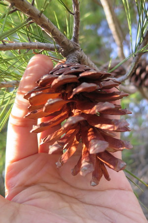  picture  Aleppoden |Pinus_halepensis