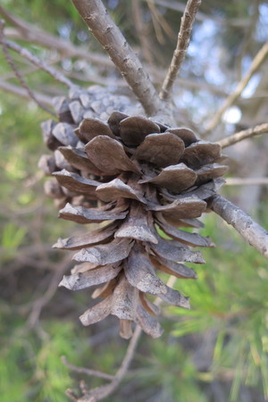  picture  Aleppoden |Pinus_halepensis
