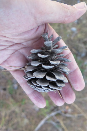  picture  Aleppoden |Pinus_halepensis