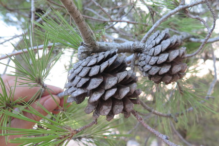  picture  Aleppoden |Pinus_halepensis
