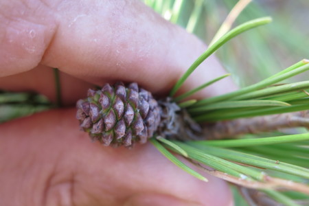  picture  Aleppoden |Pinus_halepensis