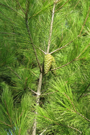  picture  Aleppoden |Pinus_halepensis