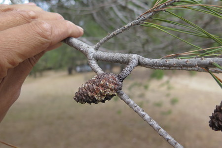  picture  Aleppoden |Pinus_halepensis
