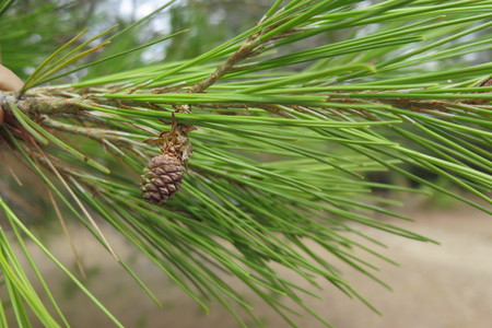  picture  Aleppoden |Pinus_halepensis