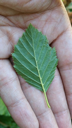  picture  Alpenels |Alnus_viridus