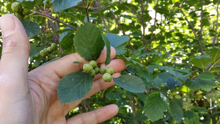  picture  Alpenels |Alnus_viridus