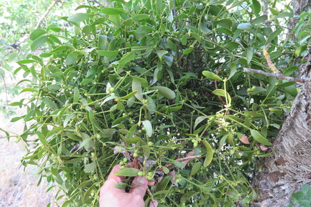  picture  Amandel |Prunus_dulcis--Prunus_amygdalus
