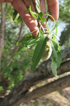  picture  Amandel |Prunus_dulcis--Prunus_amygdalus