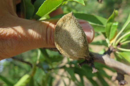  picture  Amandel |Prunus_dulcis--Prunus_amygdalus