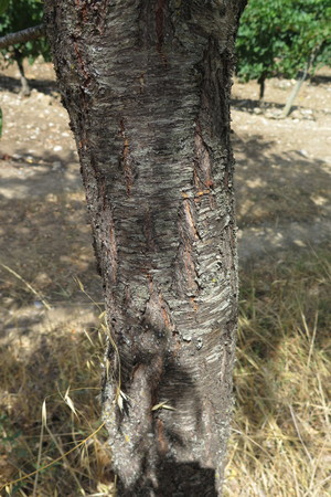  picture  Amandel |Prunus_dulcis--Prunus_amygdalus