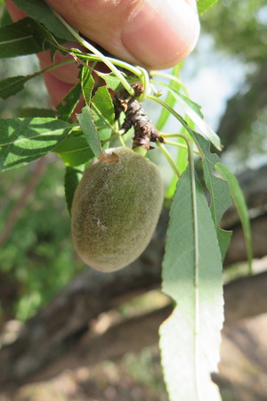  picture  Amandel |Prunus_dulcis--Prunus_amygdalus