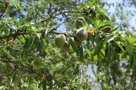  picture  Amandel |Prunus_dulcis--Prunus_amygdalus