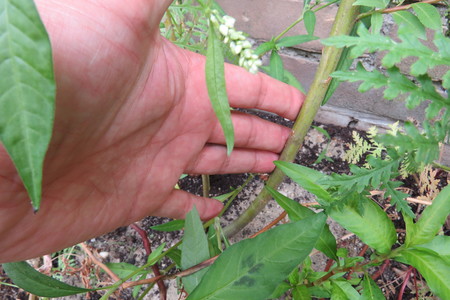  picture  Amandelwilg |Salix_triandra