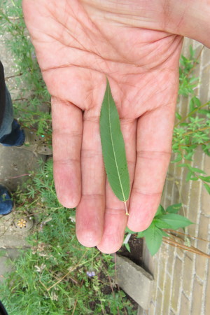  picture  Amandelwilg |Salix_triandra