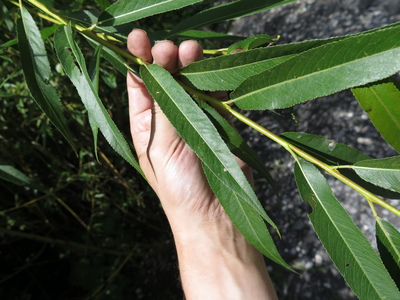  picture  Amandelwilg |Salix_triandra