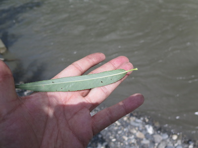  picture  Amandelwilg |Salix_triandra