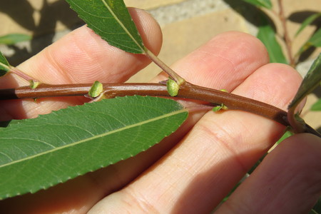  picture  Amandelwilg |Salix_triandra