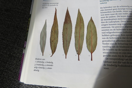  picture  Amandelwilg |Salix_triandra