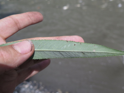  picture  Amandelwilg |Salix_triandra