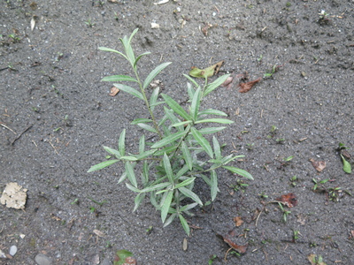  picture  Amandelwilg |Salix_triandra