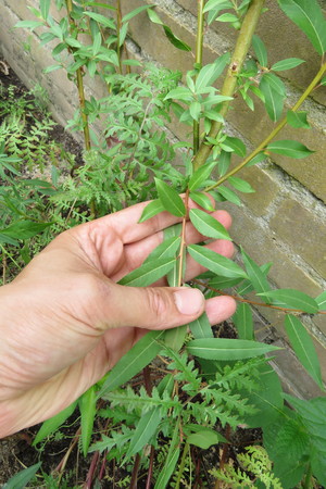  picture  Amandelwilg |Salix_triandra