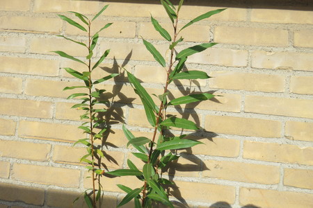  picture  Amandelwilg |Salix_triandra