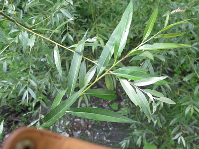  picture  Amandelwilg |Salix_triandra