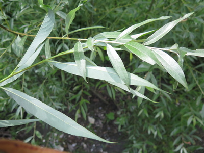  picture  Amandelwilg |Salix_triandra