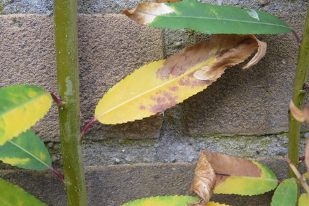  picture  Amandelwilg |Salix_triandra