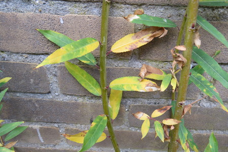  picture  Amandelwilg |Salix_triandra