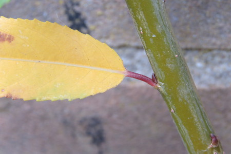  picture  Amandelwilg |Salix_triandra